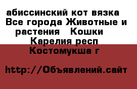 абиссинский кот вязка - Все города Животные и растения » Кошки   . Карелия респ.,Костомукша г.